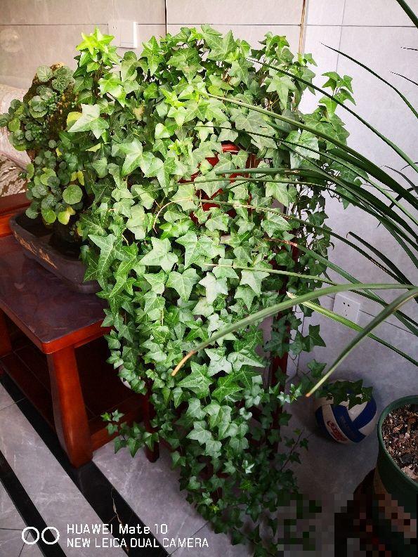 “10种”耐阴花，北阳台也能开花，现在养正是好时候