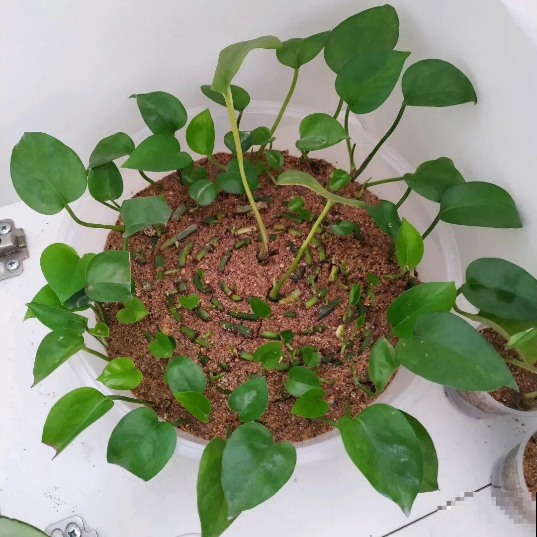 这6种花，现在扦插最好活，摘片叶子照样生根！