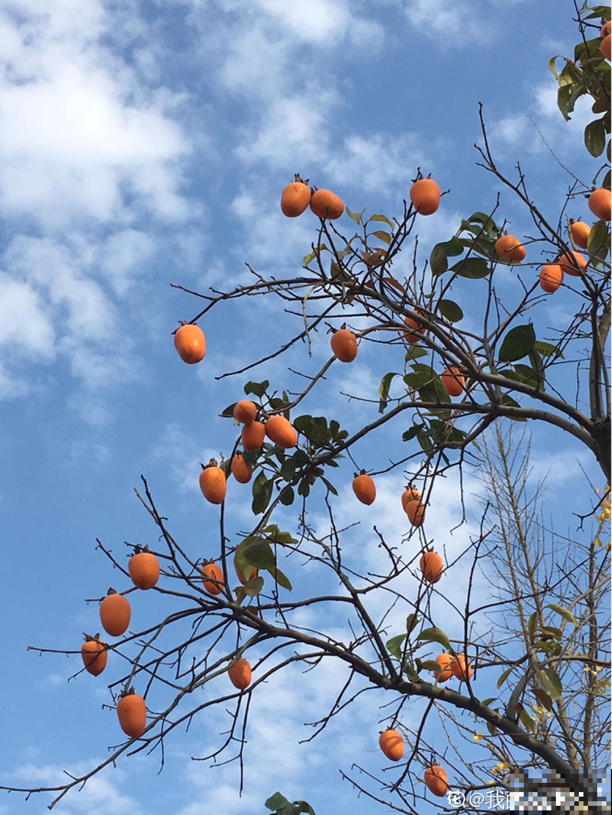 8种守家树，养在院里最适合，镇宅保平安！