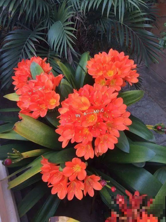 1棵长寿花，冒出124个花箭，开花开成大锅盖，咋养的？