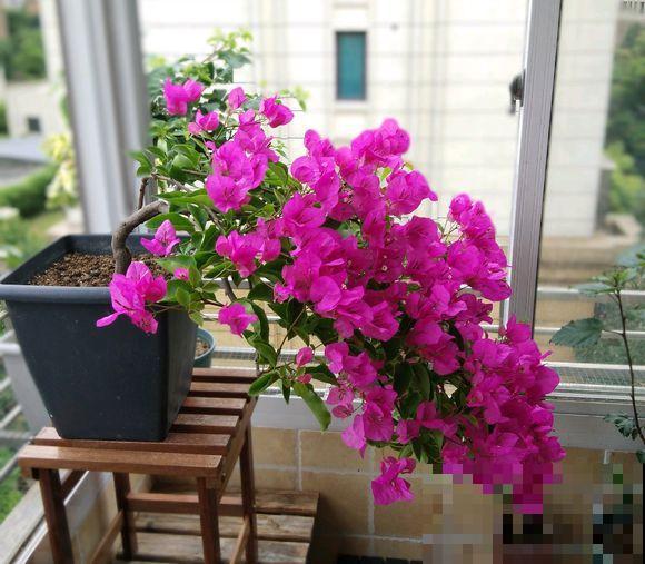 三角梅拉根枝条捆一捆，普货立马变精品，价值翻倍！