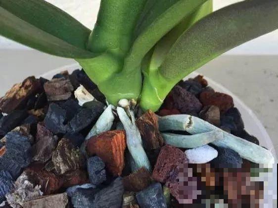 换盆时间到了，家里有这花，换完就窜新芽！