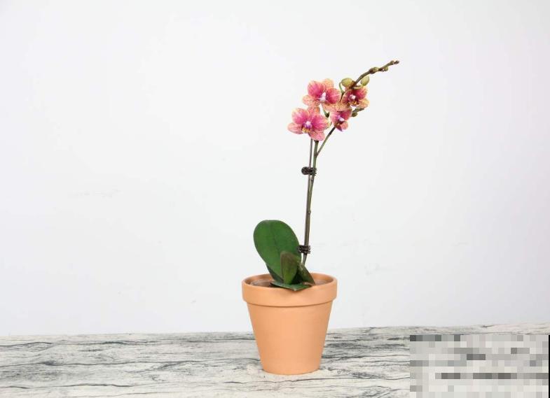 买回来的花，花苞掉一地，原来犯了这个错