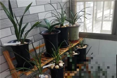 兰花僵苗怎么办？换盆换土，根肥叶亮长得快！
