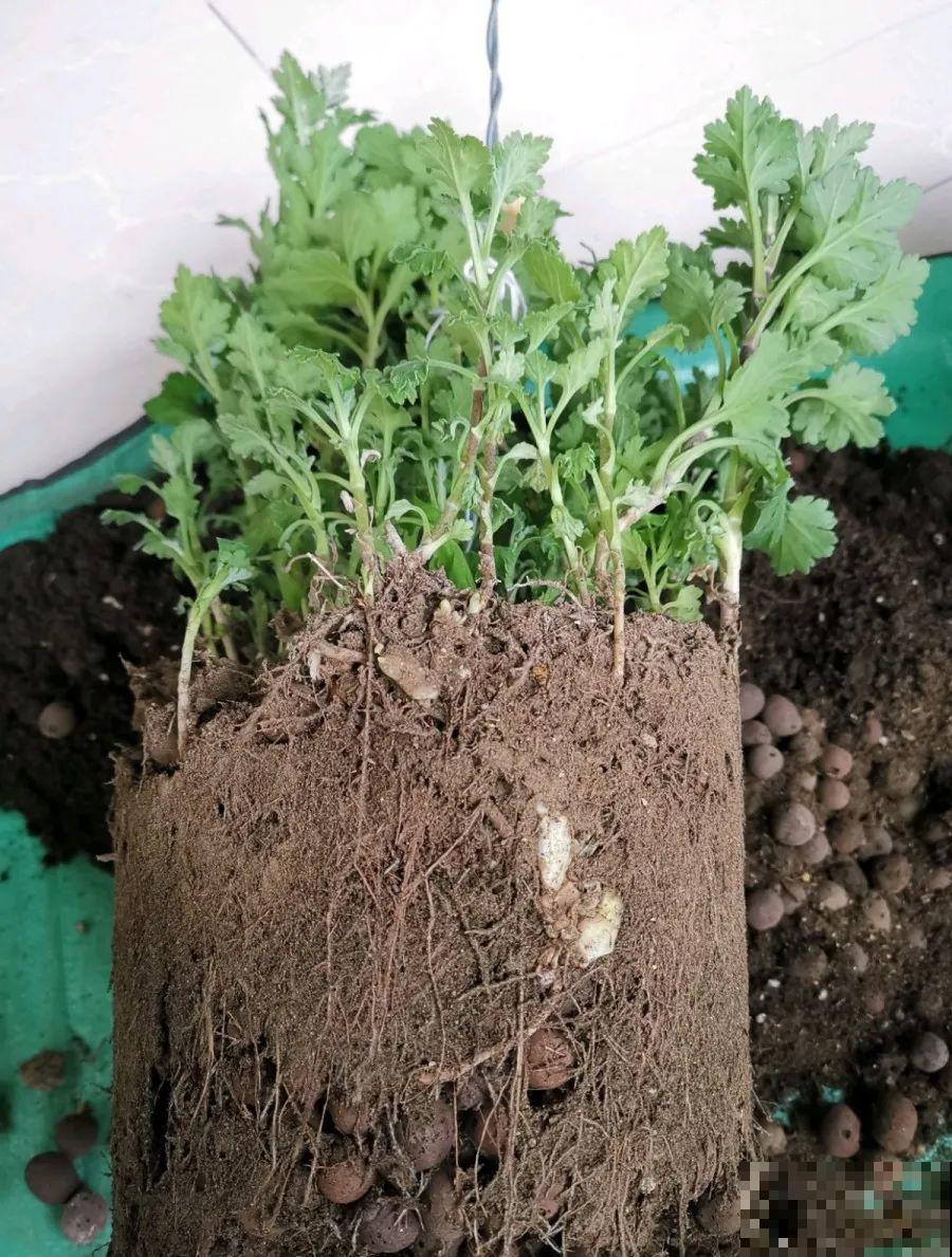 给这花换盆，土里扒出30个崽，根本不用扦插！