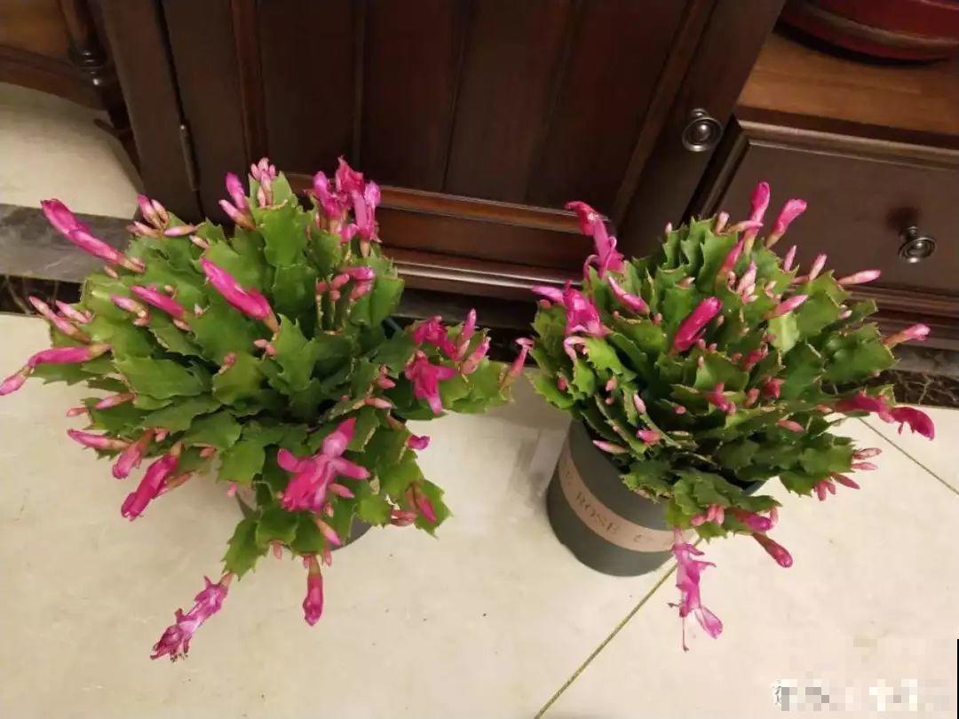 蟹爪兰光长叶子不见花？一掐一喷，半个月后就能开！