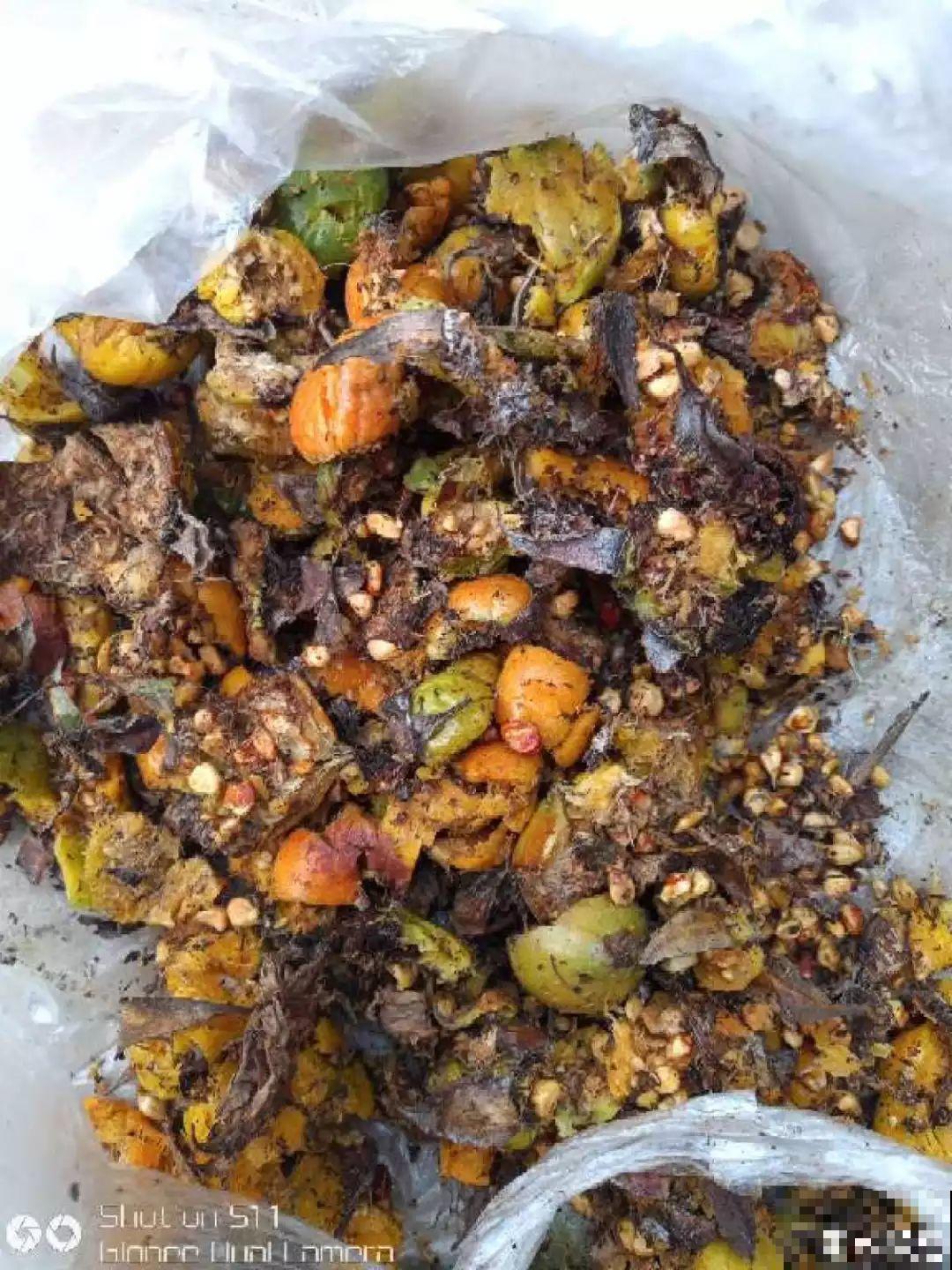 这花特好养，撒一把丢土里，冒出一堆新芽！