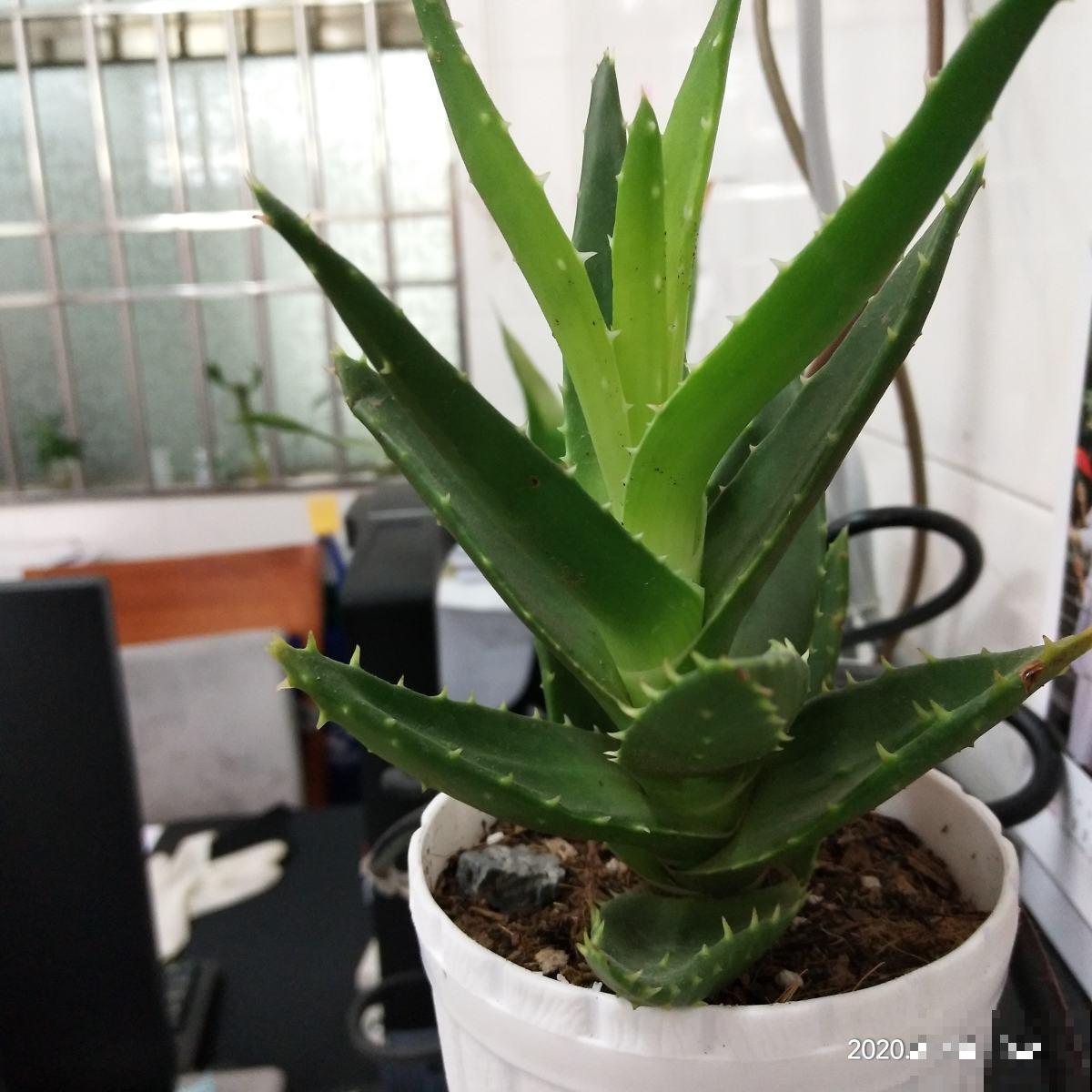 最好养的芦荟，冬天也要注意这几点，否则明年春就得扔！