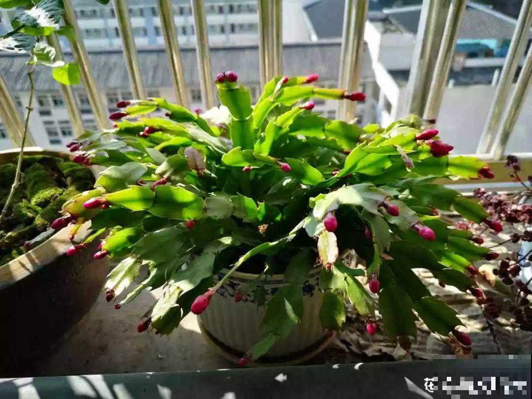 蟹爪兰光长叶子不见花？一掐一喷，半个月后就能开！