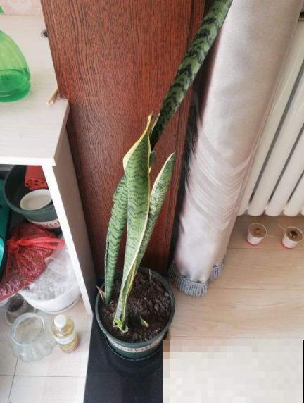 原来这植物爱受虐，砍一刀就能突突冒芽，长势超旺！