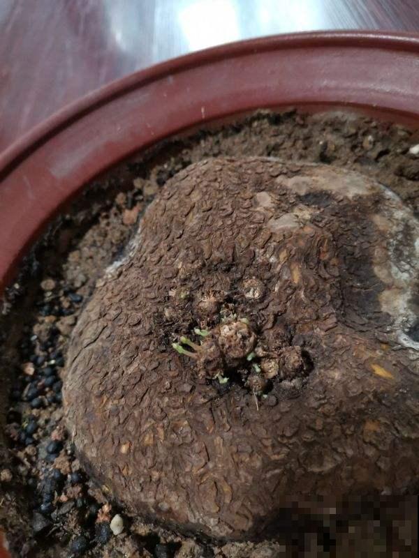 这花长了个大肚子，千万别多浇水，水一多准烂根