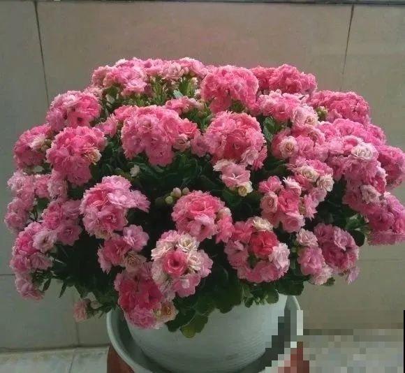 1棵长寿花，冒出124个花箭，开花开成大锅盖，咋养的？