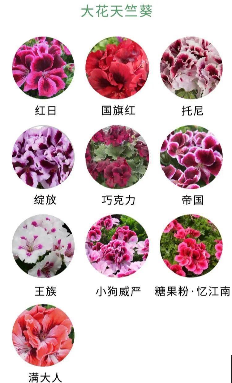 春天的开花机器，养1盆，剪一茬开一茬，阳台变成小花房！