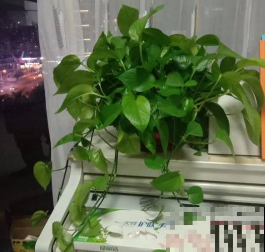 家里有这3种花，每月都要剪一刀，黄叶全消失！