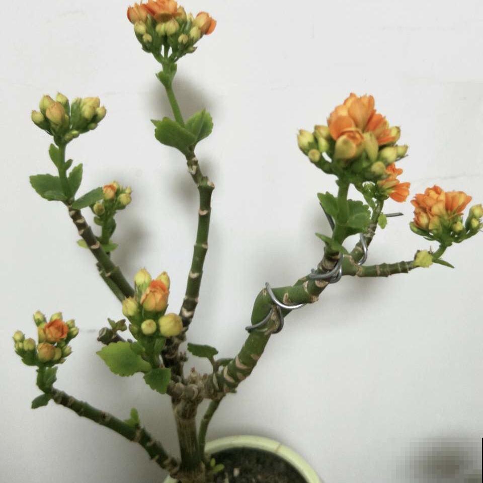 长寿花也能长成老桩，只要学会这几点，一冬就有成效！