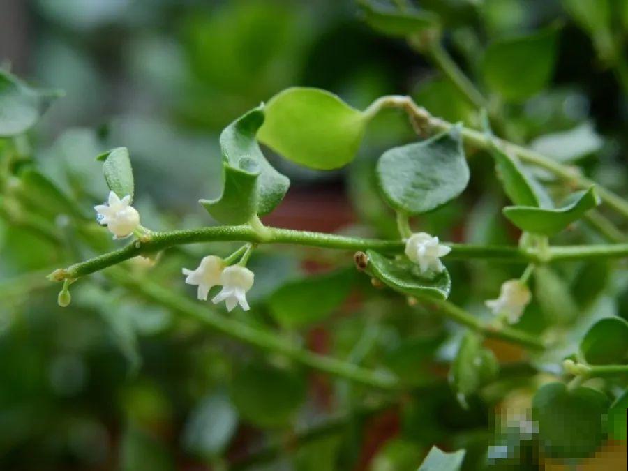 别养绿萝了，20种耐阴花，看一眼就喜欢上！