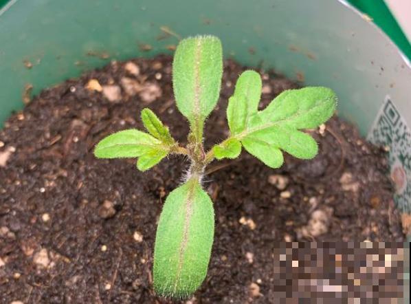 最适合春天种的4种菜，长势喜人，新鲜健康还省钱！