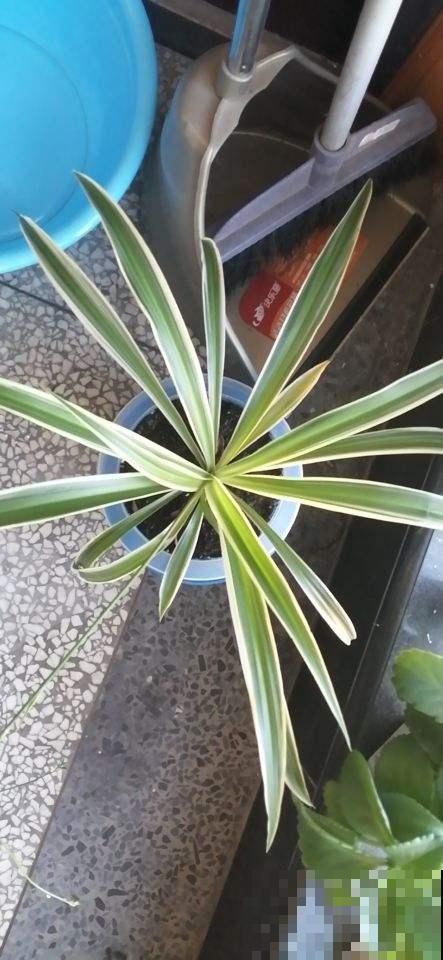 为啥家里的吊兰花纹都消失？原来这点没做好，再不注意就变草