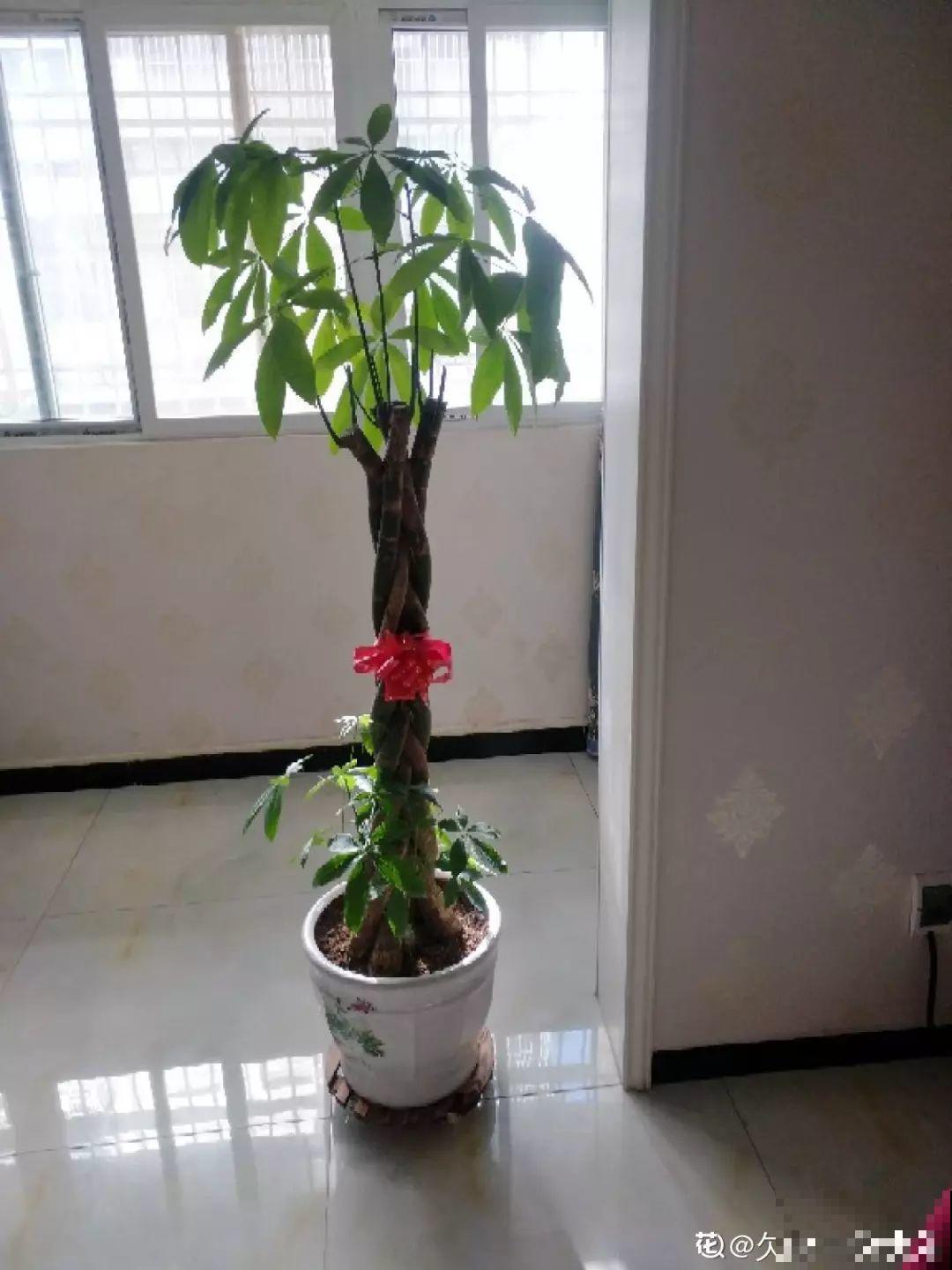 3棵茶花绑一绑，1年变成大老桩，懒人也能养成！