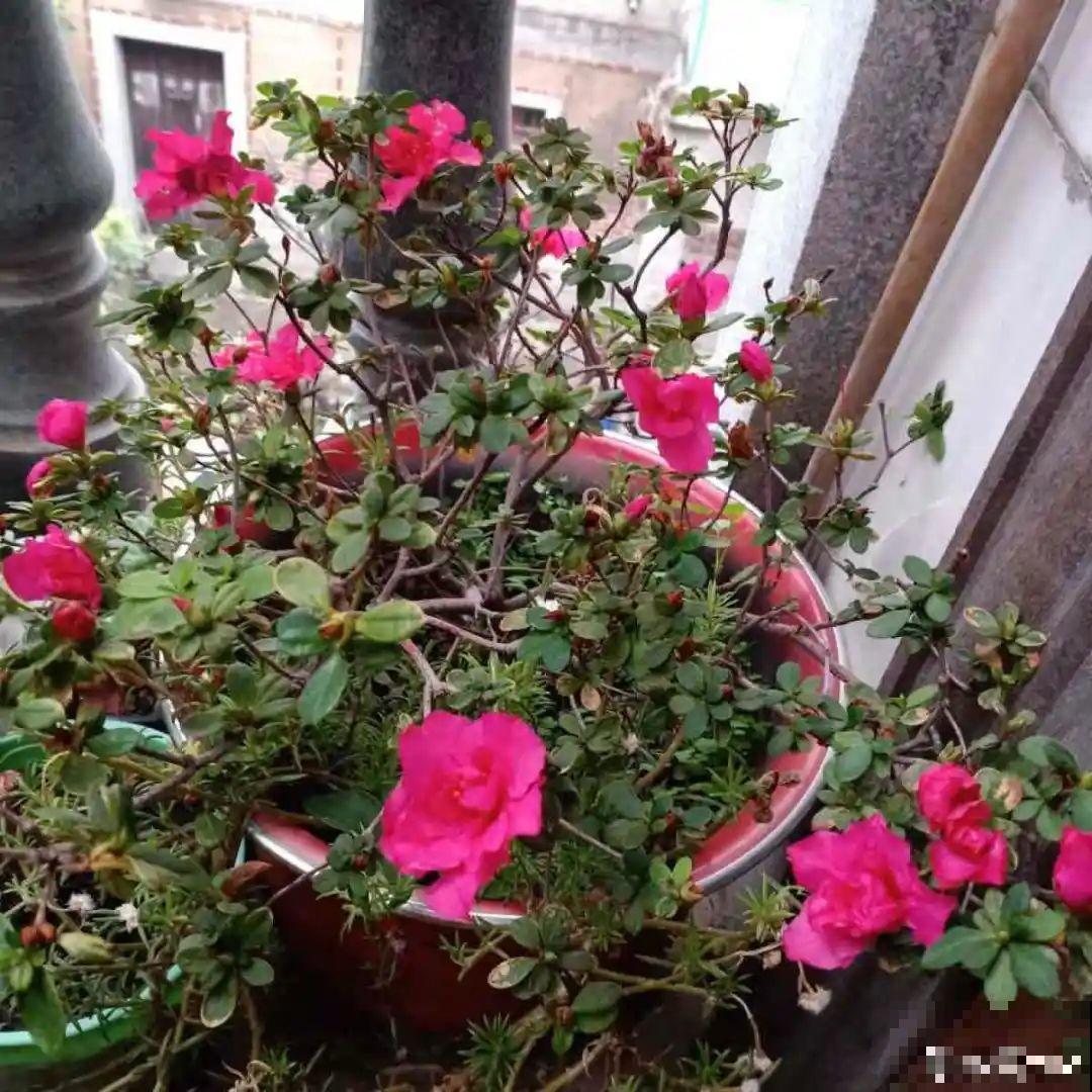 这7种花春天别乱剪，手太勤快了，反而春天不开花！