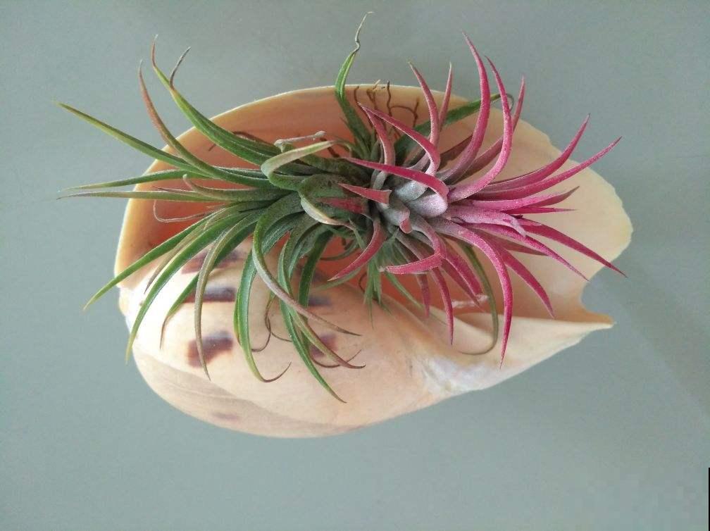 最适合养在卫生间的花，一盆就能净化空气，赶紧养起来啦
