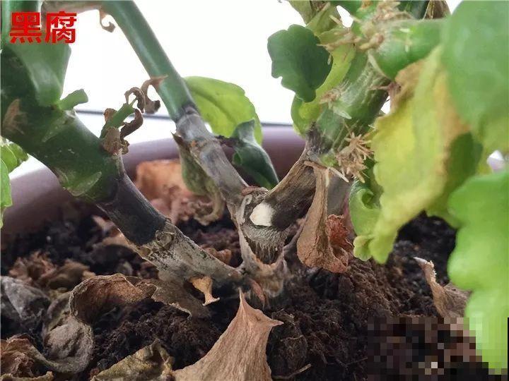 花变成这样，立马剪撒点粉，否则撑不过7天！