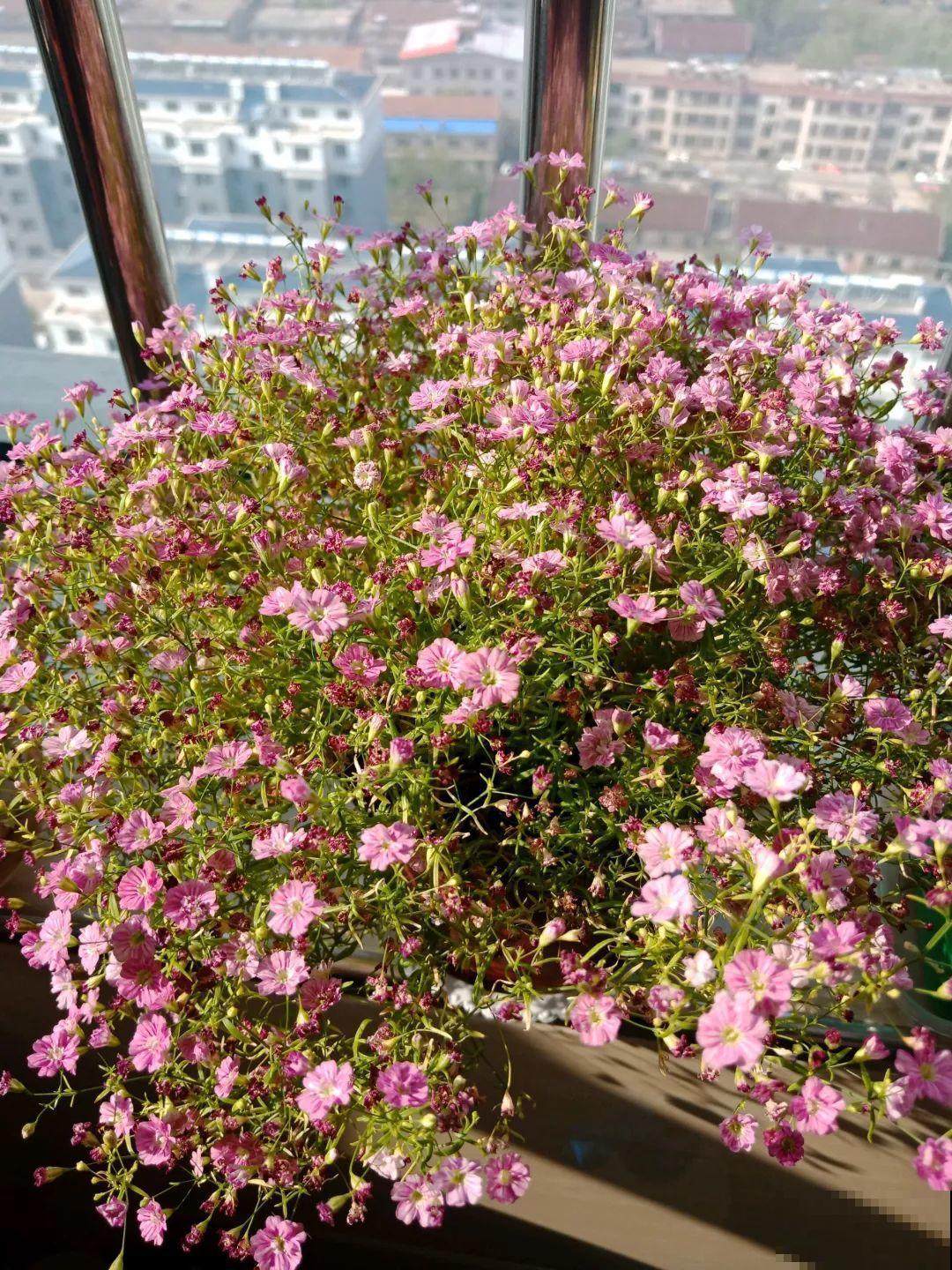 这花特好养，撒一把丢土里，冒出一堆新芽！