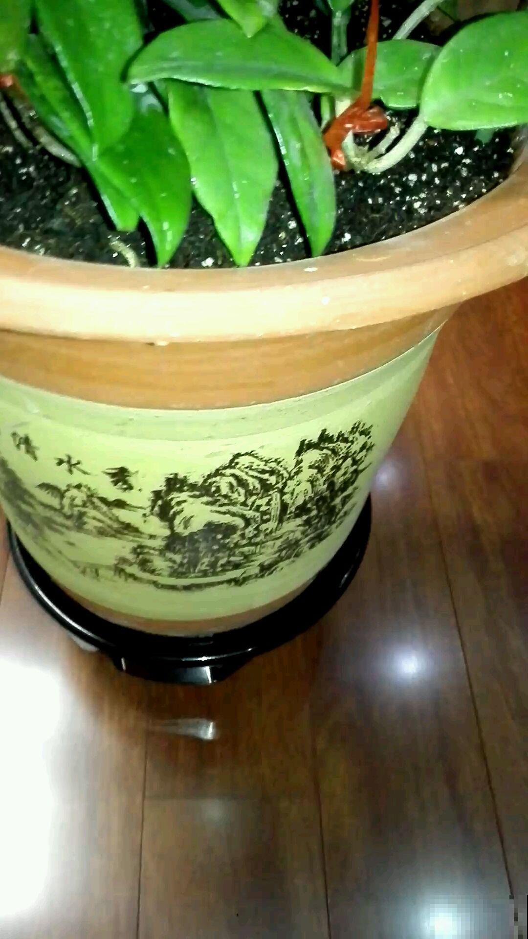 盆里垫点它，花不黄叶不烂根，叶子绿得耀眼