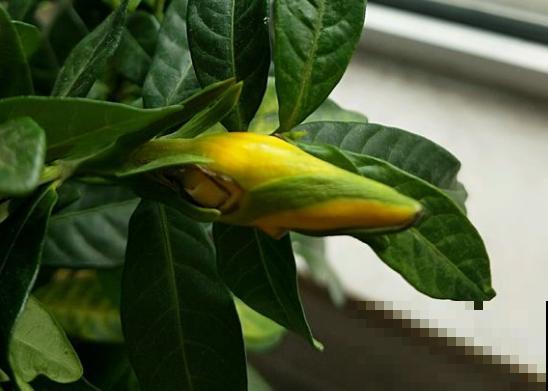 家里这花太神奇，开花后会变颜色，跟颜料染过似的！