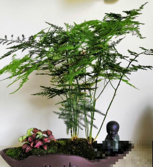 家里有这3种花，每月都要剪一刀，黄叶全消失！