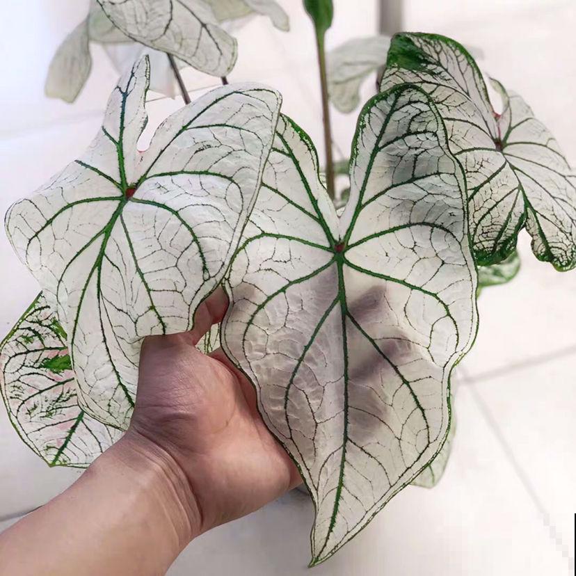 聪明人爱养的耐阴花，高贵不俗气，叶子长得跟油画似的