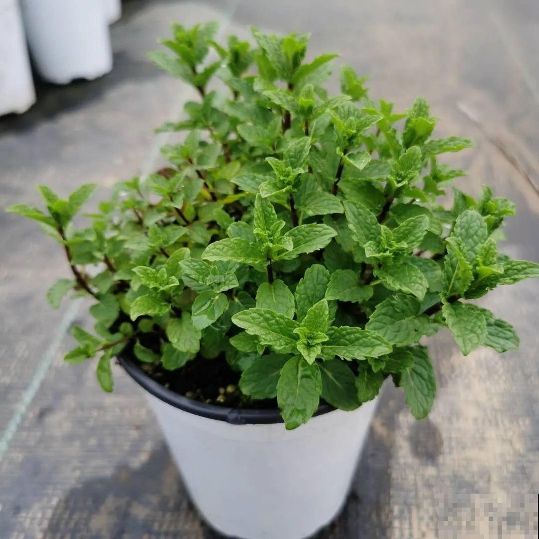 6种香香花，厨房客厅都能养，摘一把又能长一盆！