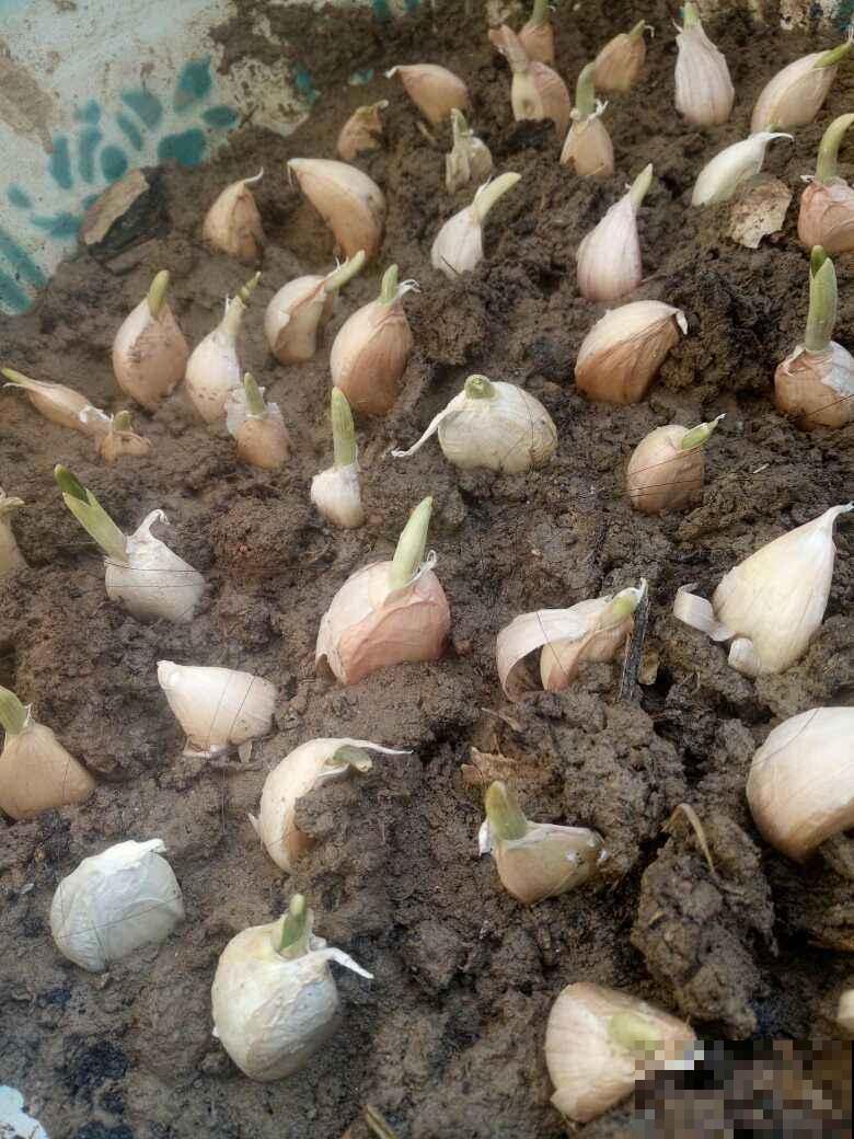 冬天懒得买菜，拎头大蒜扔水里，几天呼呼窜出好几斤蒜苗！