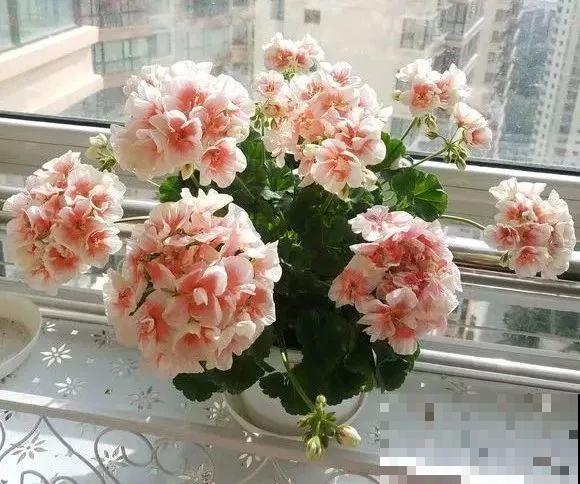 春天是养花的季节，该播种修剪、扦插施肥了，快看你都做了没？