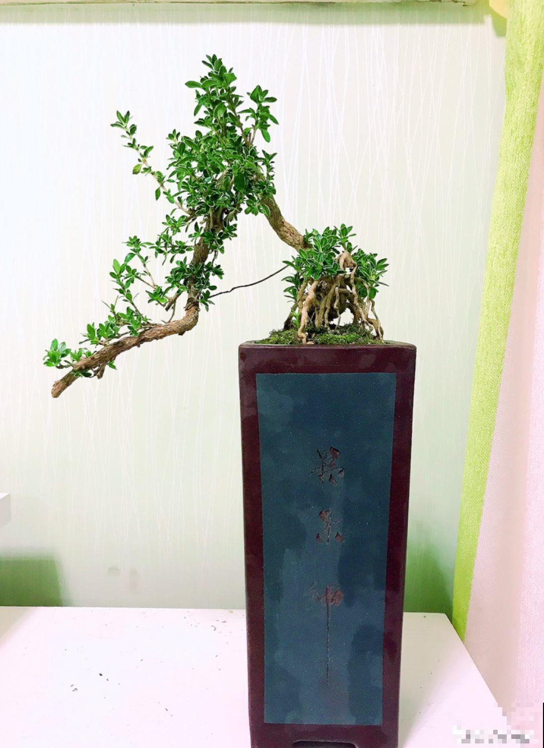 农村不起眼的树，挖一棵做盆景，比买得还要好看！