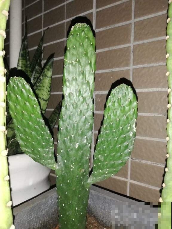 想让仙人掌一冬窜成大高个，就用这几个技巧养，效果绝了！