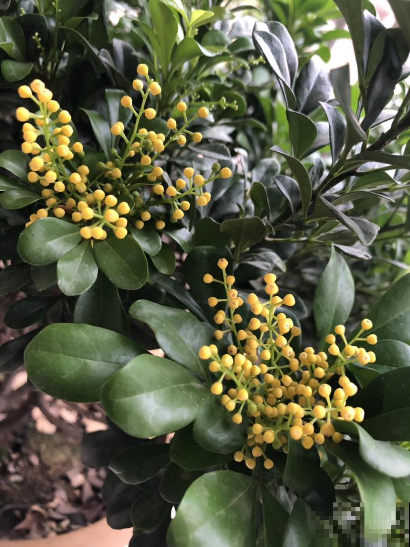 家里养盆香水花，满树挂满“黄金粒”，一盆满屋都飘香