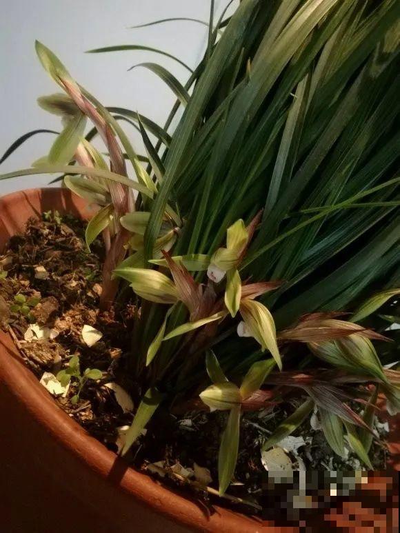 1棵长寿花，冒出124个花箭，开花开成大锅盖，咋养的？