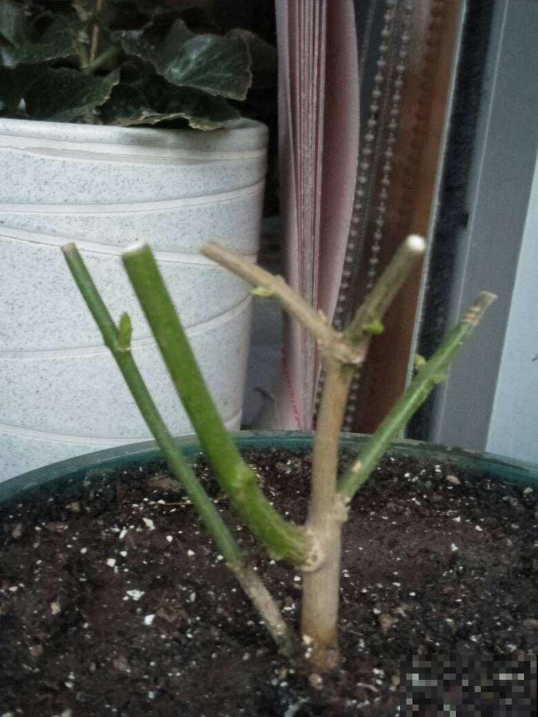 “4种”耐修剪的花卉，现在就得抓紧剪，剪晚了影响开花
