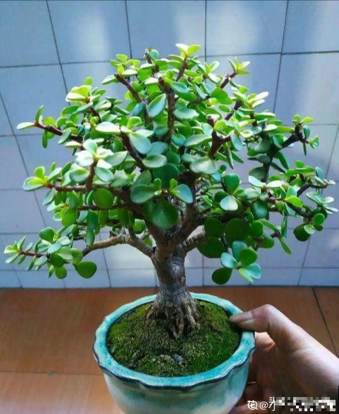 6种花大粗杆子插土里，7天就生根，春天扦插最好活！