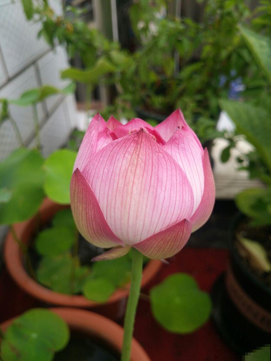 这花特耐晒，光照越强，长得越旺，还特爱爆盆