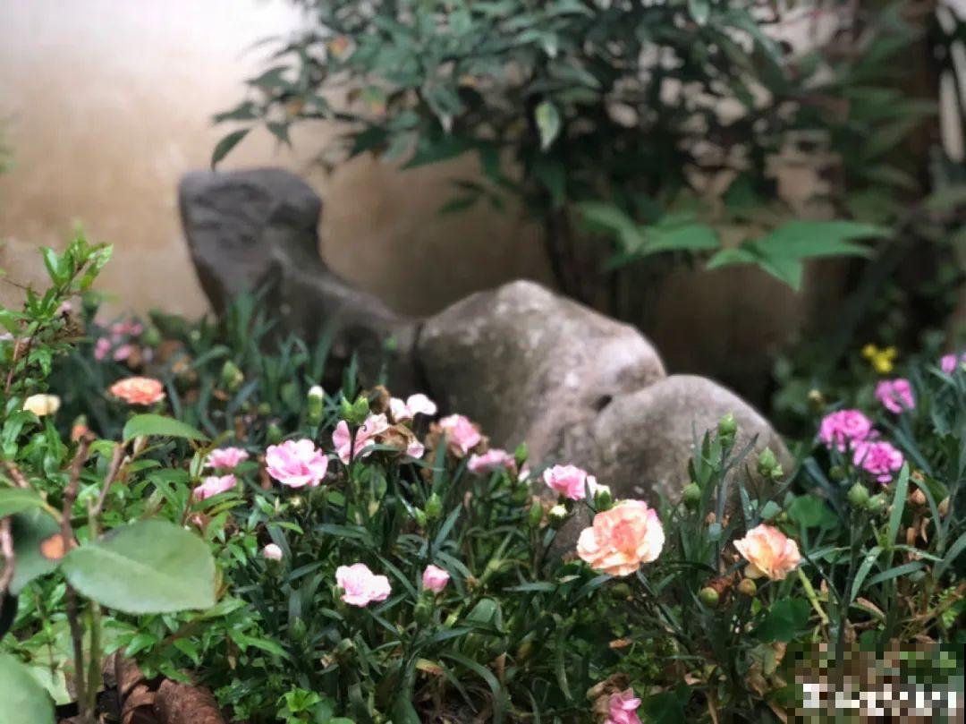 有一方小院，和你一起养花种草，这样就挺好！