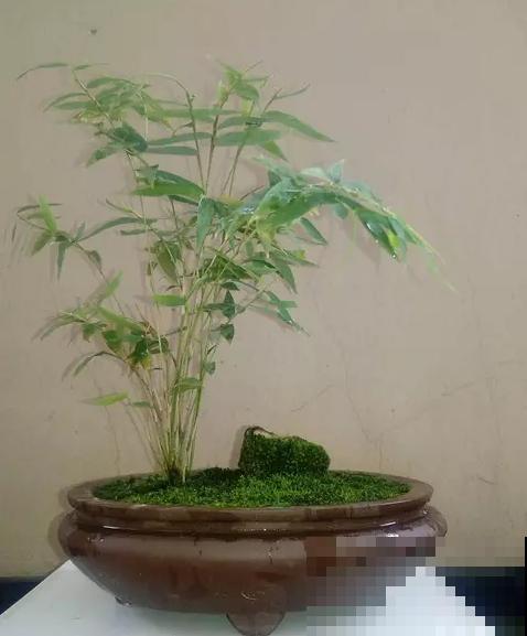 5种盆栽竹，最适合家里养，快看你家有没有？