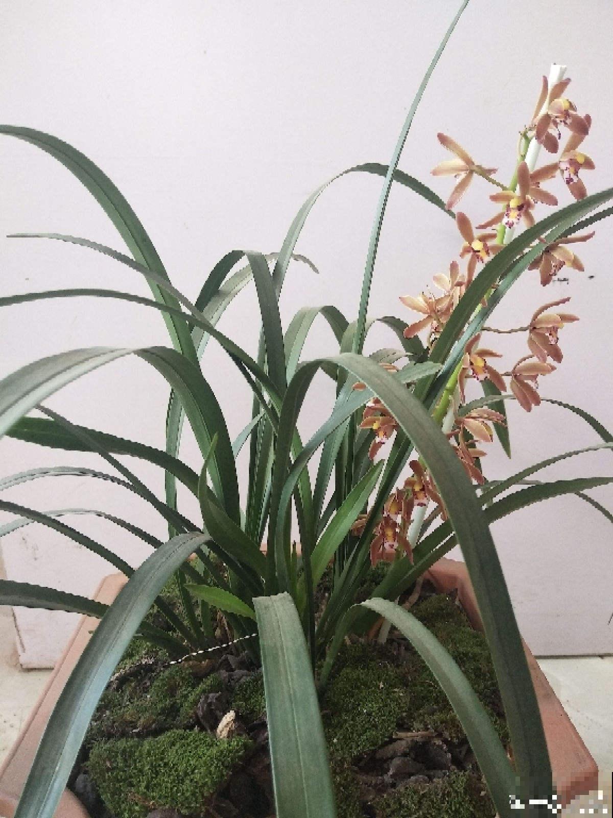 这花真神奇，开花开出“小蜜蜂”，谁见了都夸