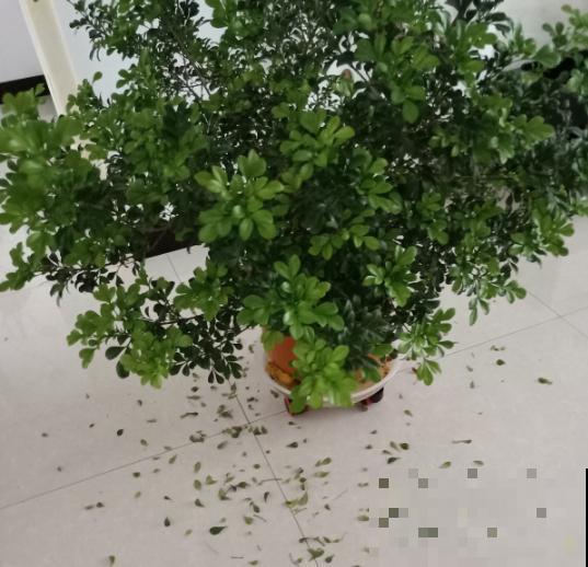 家里有这花，不能乱换盆，换完叶子哗哗掉！