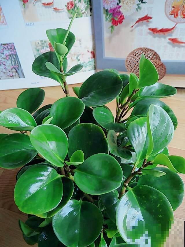 比绿萝还好养的花，叶子圆圆的，一擦就亮！