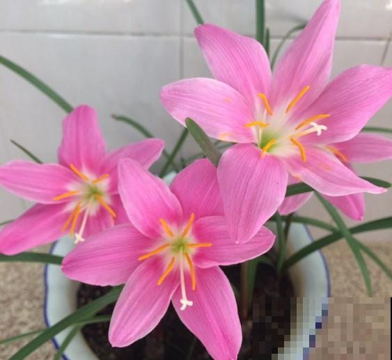 这花太能生了，一年挖出一麻袋，满院子都开花！