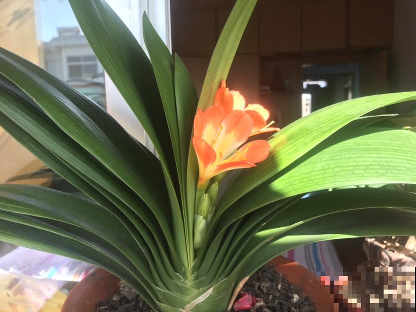 这两种花一旦养了，那就是操心的命，处处都要防备着！