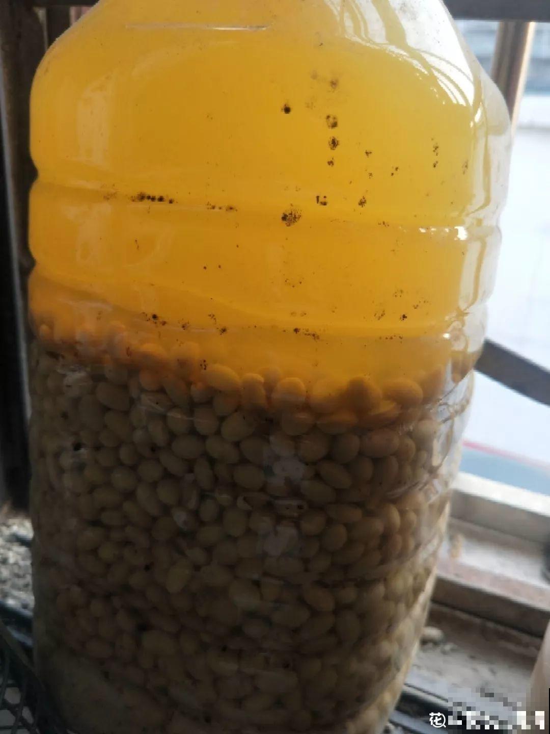 茶花也要补营养，浇水的时候掺点它，长得壮开花多！