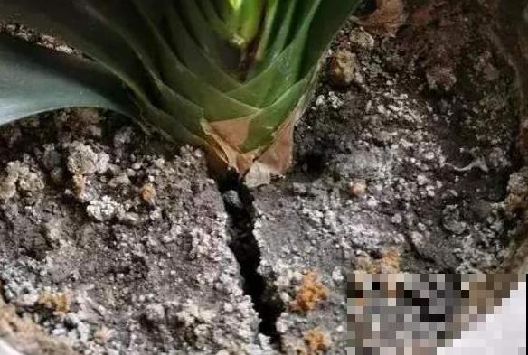土壤表面总是发白，难道长毛了？其实是它在捣鬼！